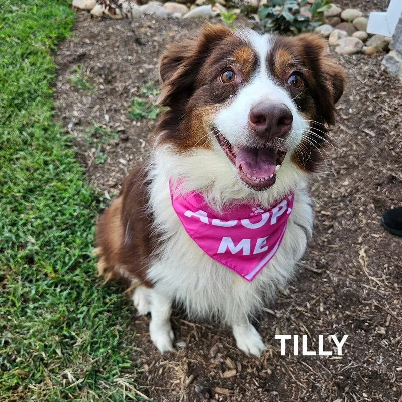 Tilly