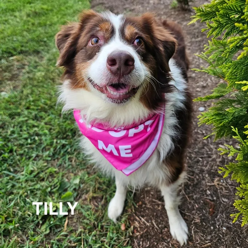 Tilly thumbnail 2