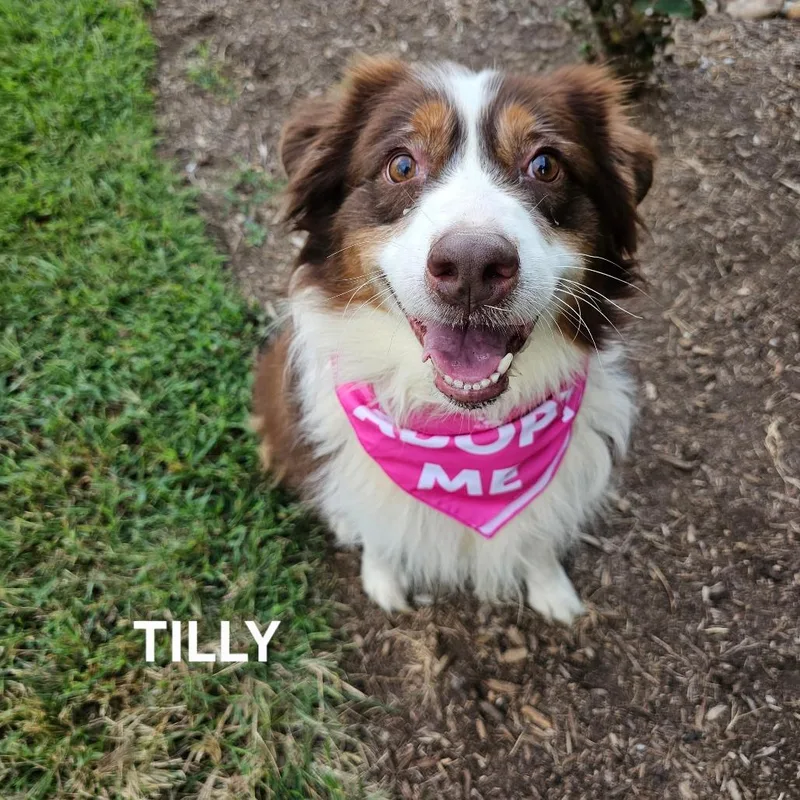 Tilly thumbnail 3