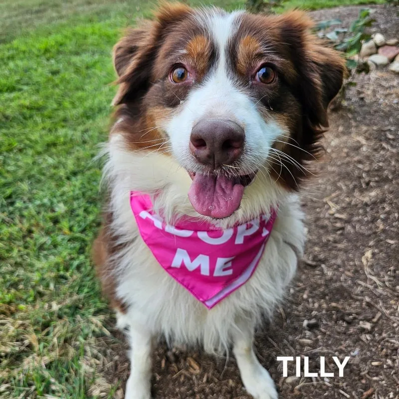 Tilly thumbnail 4