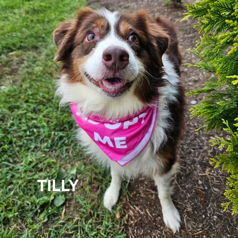 Tilly thumbnail 5