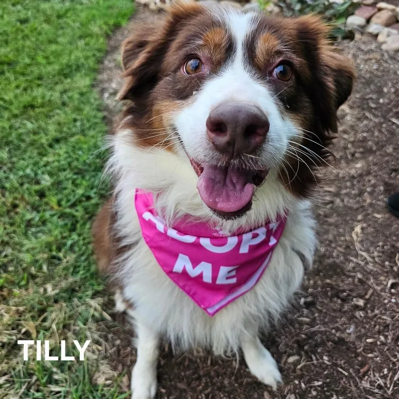 Tilly thumbnail 6