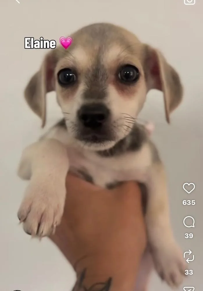 Elaine