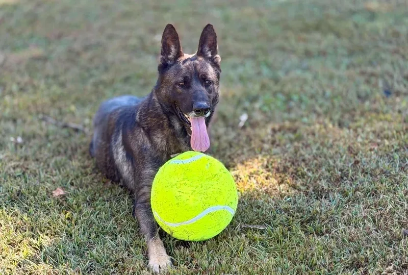 An adult large-sized male Sable German Shepherd Dog named Atlas for adoption in Anniston, AL