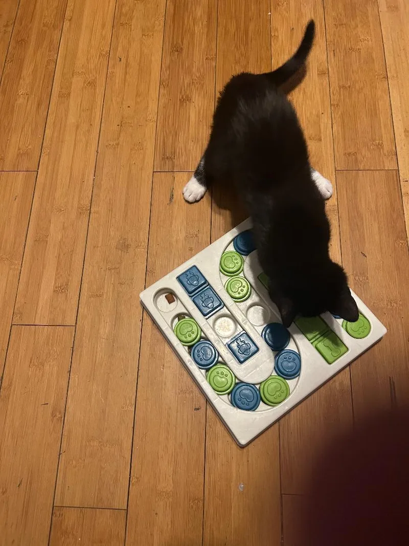 A baby medium-sized female Black & White / Tuxedo Domestic Short Hair cat named Charlotte for adoption in Mokena, IL