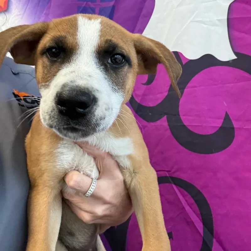 A baby medium-sized male Yellow / Tan / Blond / Fawn Australian Shepherd dog named Taki for adoption in Normal, IL