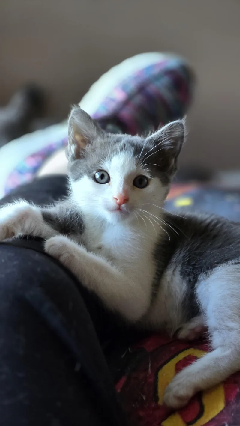 A baby small-sized female Domestic Short Hair cat named Snitch for adoption in BREINIGSVILLE, PA