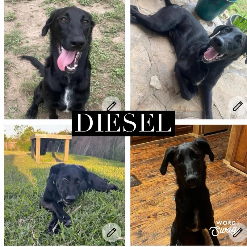 An adult medium-sized male Black Labrador Retriever dog named Diesel for adoption in canyon lake, TX