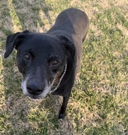 A senior medium-sized male Terrier dog named Moses for adoption in Knoxville, TN