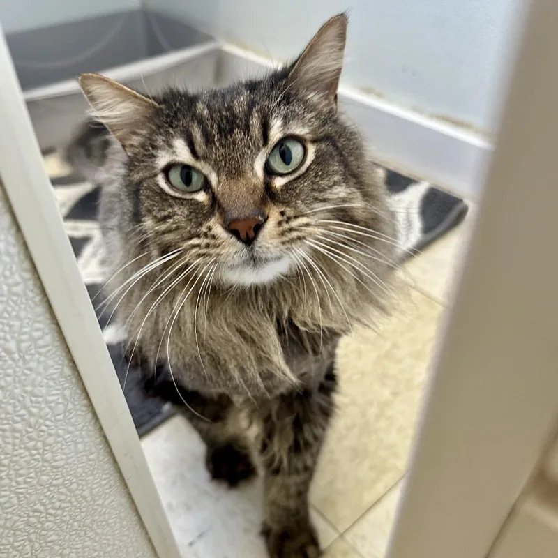 An adult large-sized male Brown / Chocolate Domestic Long Hair cat named Mufasa CI for adoption in Union, MO