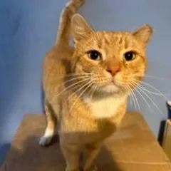 A young small-sized male Orange / Red Domestic Short Hair cat named Xander Hudson for adoption in Merrifield, VA
