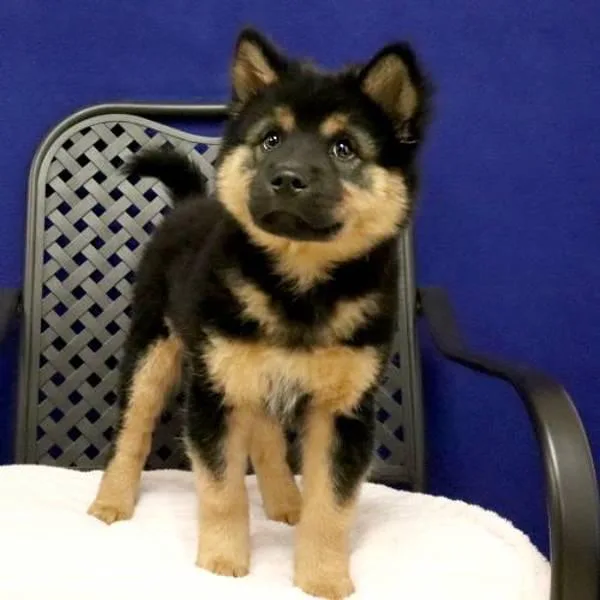 A baby small-sized female Chow Chow dog named Lady Nala for adoption in Midland, TX