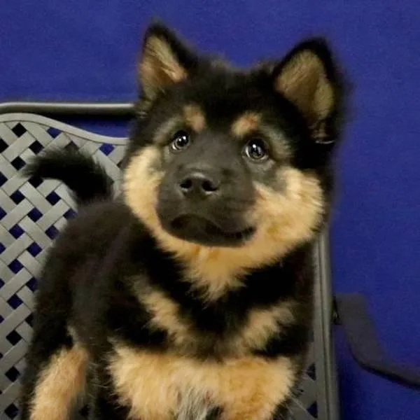 Lady Nala thumbnail 2