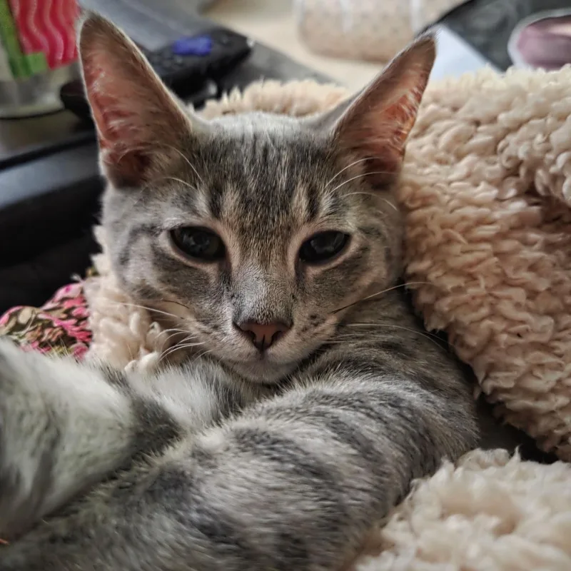 A baby medium-sized male Tabby (Gray / Blue / Silver) Domestic Short Hair cat named Winston for adoption in Sewell, NJ