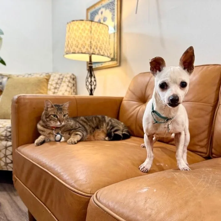An adult small-sized female White / Cream Chihuahua dog named Matilda Darling The Teeny for adoption in Friendswood, TX