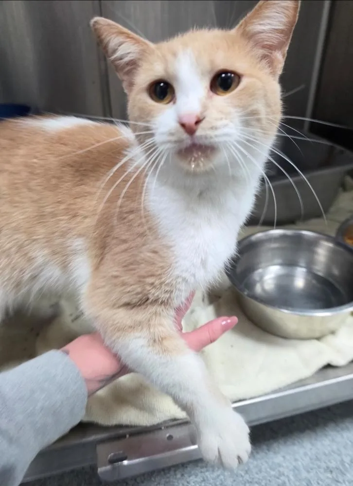 A young medium-sized female Orange & White Domestic Short Hair cat named Arnie for adoption in Metamora, IL