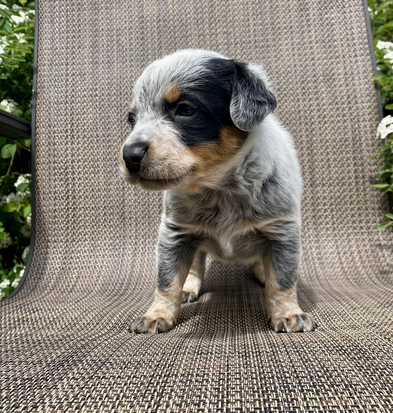 Ranger And His Brothers thumbnail 5