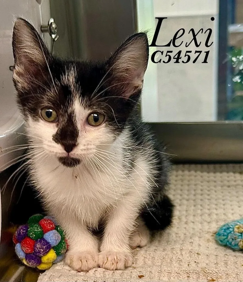 Lexi