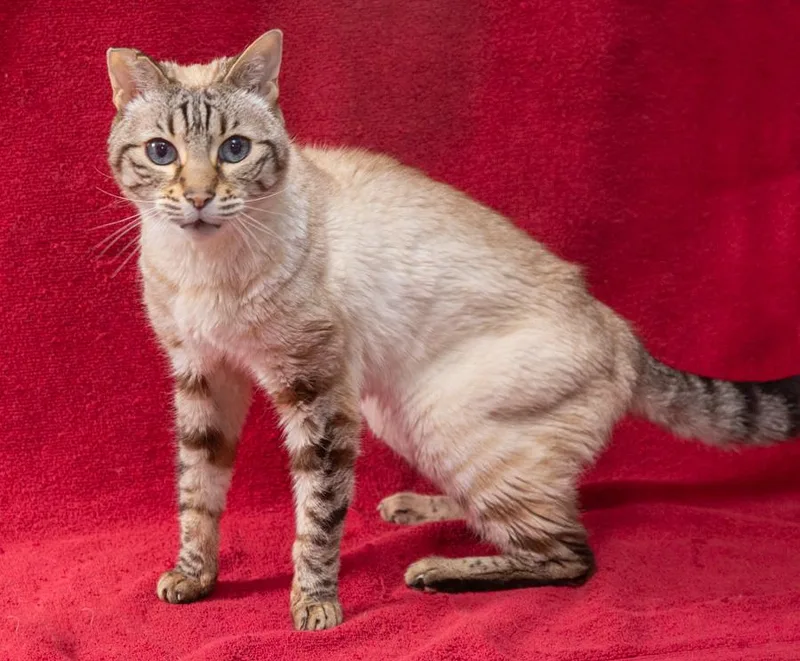 A senior medium-sized female Buff / Tan / Fawn Bengal cat named Lulu for adoption in Elmwood Park, NJ