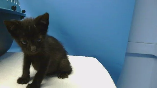 A baby small-sized male Domestic Short Hair cat named Benjie for adoption in Gardena, CA