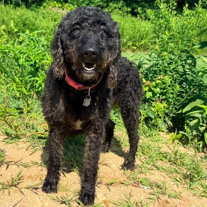 A young medium-sized female Black Labradoodle dog named CT Roxy for adoption in Eastford, CT