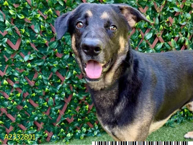 A young medium-sized male Mixed Breed dog named Dylan for adoption in West Palm Beach, FL