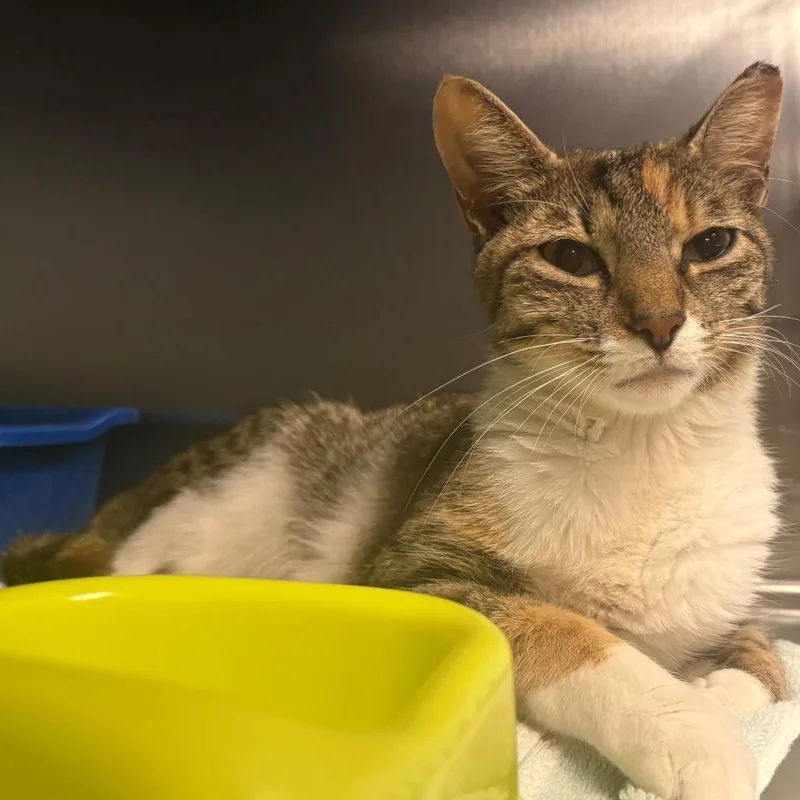 An adult small-sized female Calico Domestic Short Hair cat named Maple for adoption in East Hanover, NJ