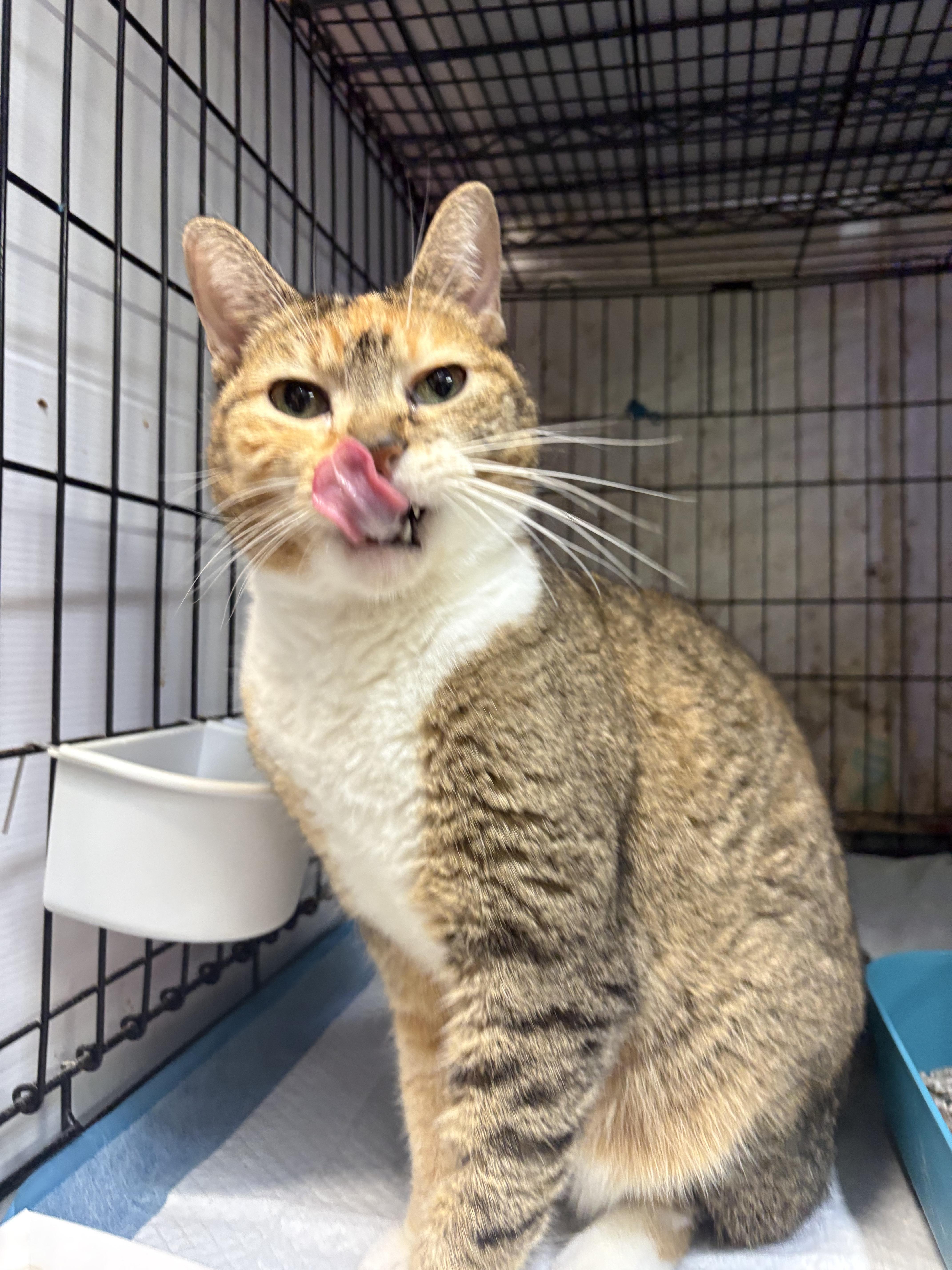 An adult small-sized female Domestic Short Hair cat named BADDIE exbodega princess for adoption in New York, NY