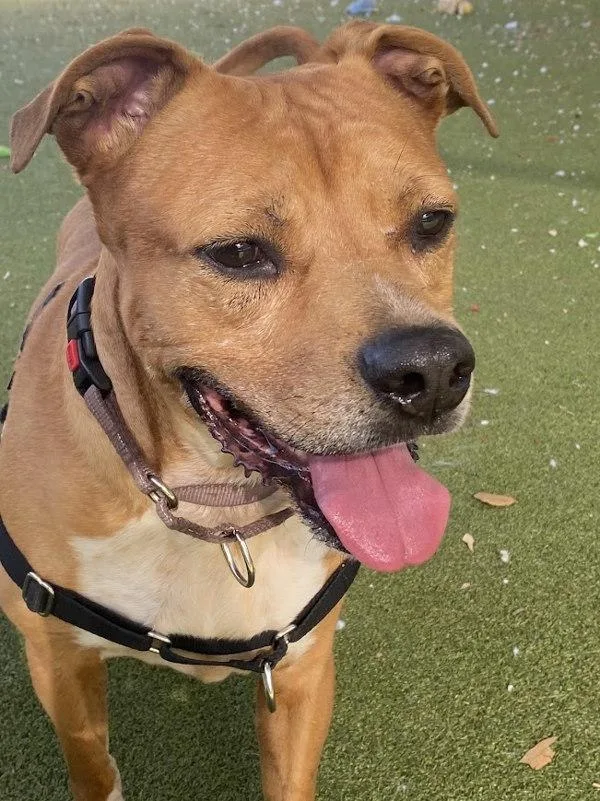 A senior large-sized male Mixed Breed dog named Milo for adoption in Austin, TX