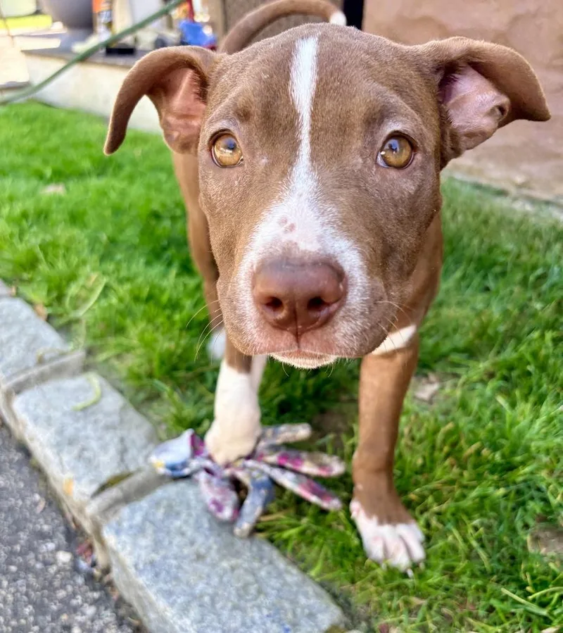 A baby large-sized female Pit Bull Terrier dog named Millie for adoption in Greenlawn, NY