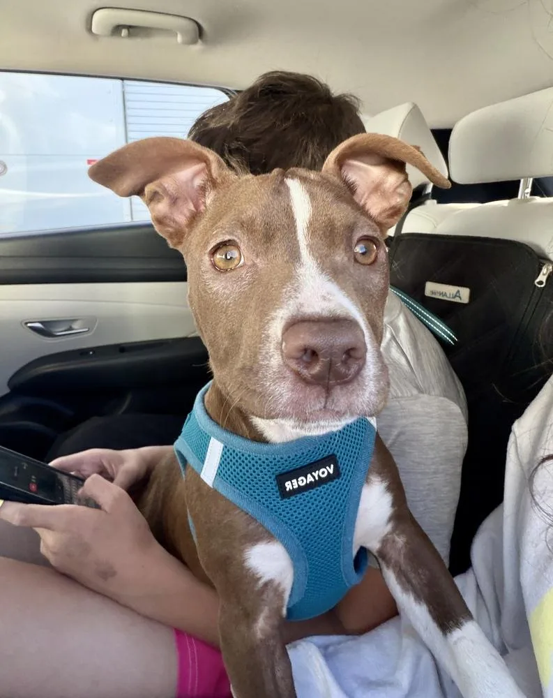 Millie thumbnail 5