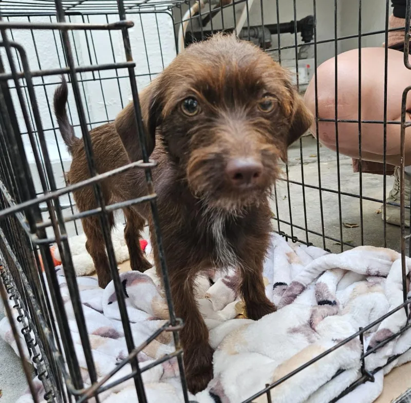A baby small-sized female Terrier dog named Cher for adoption in Los Angeles, CA