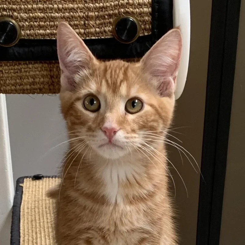 Meowriarty