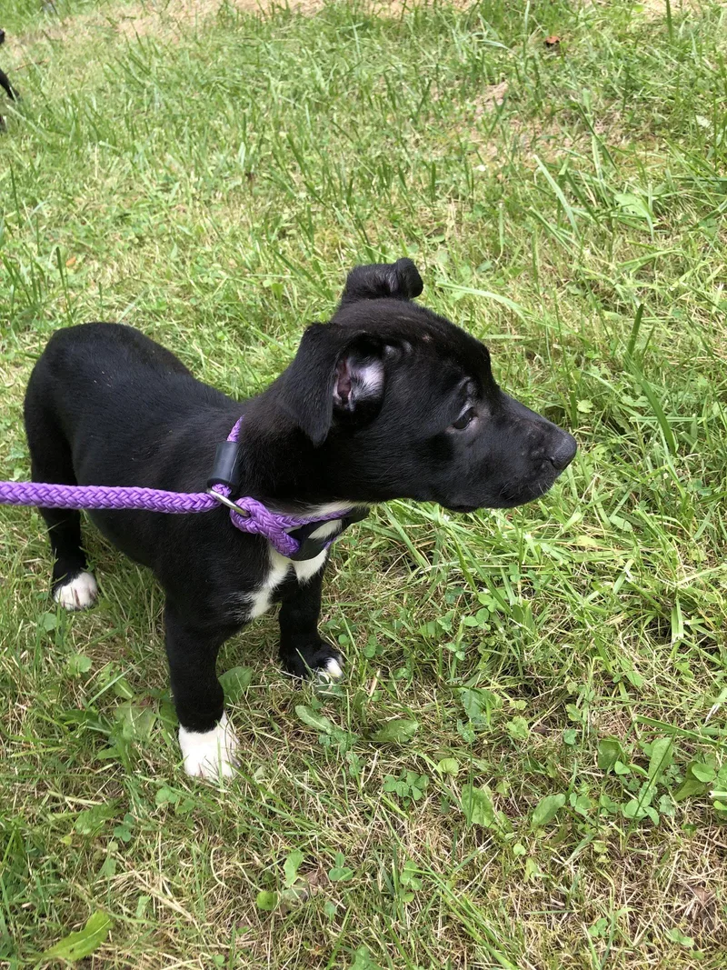 A baby large-sized female Pit Bull Terrier dog named Brie for adoption in Elkins, WV