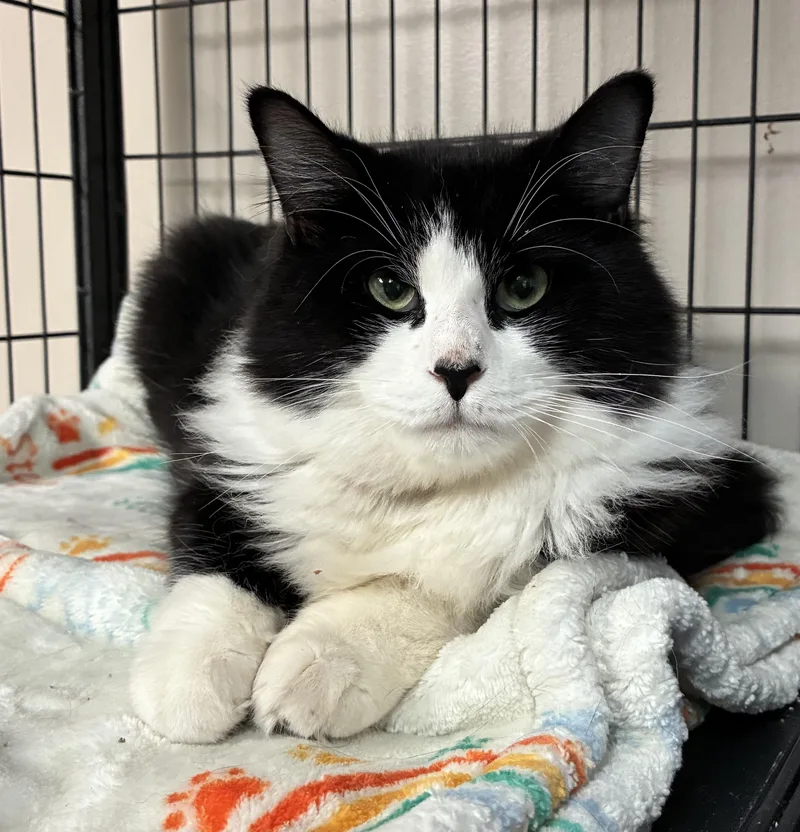 An adult large-sized male Black & White / Tuxedo Domestic Medium Hair cat named Puck for adoption in Breinigsville, PA