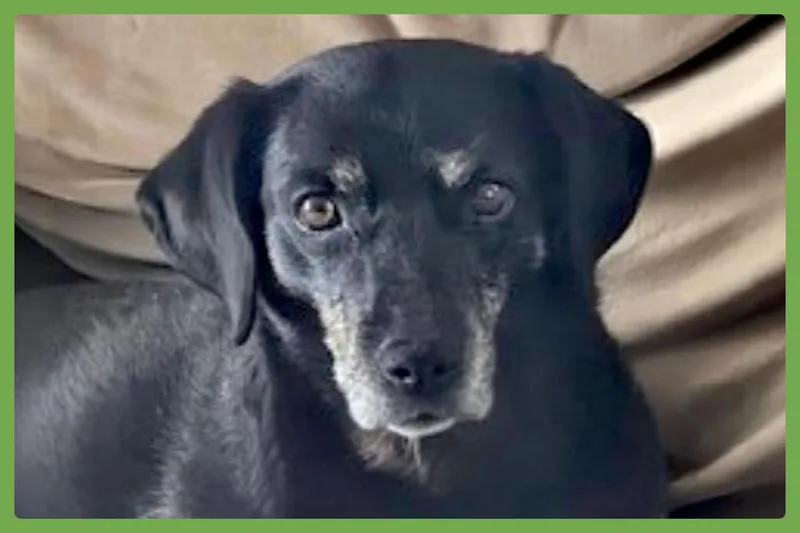 A senior medium-sized female Black Terrier dog named Raiya for adoption in Amherst, MA