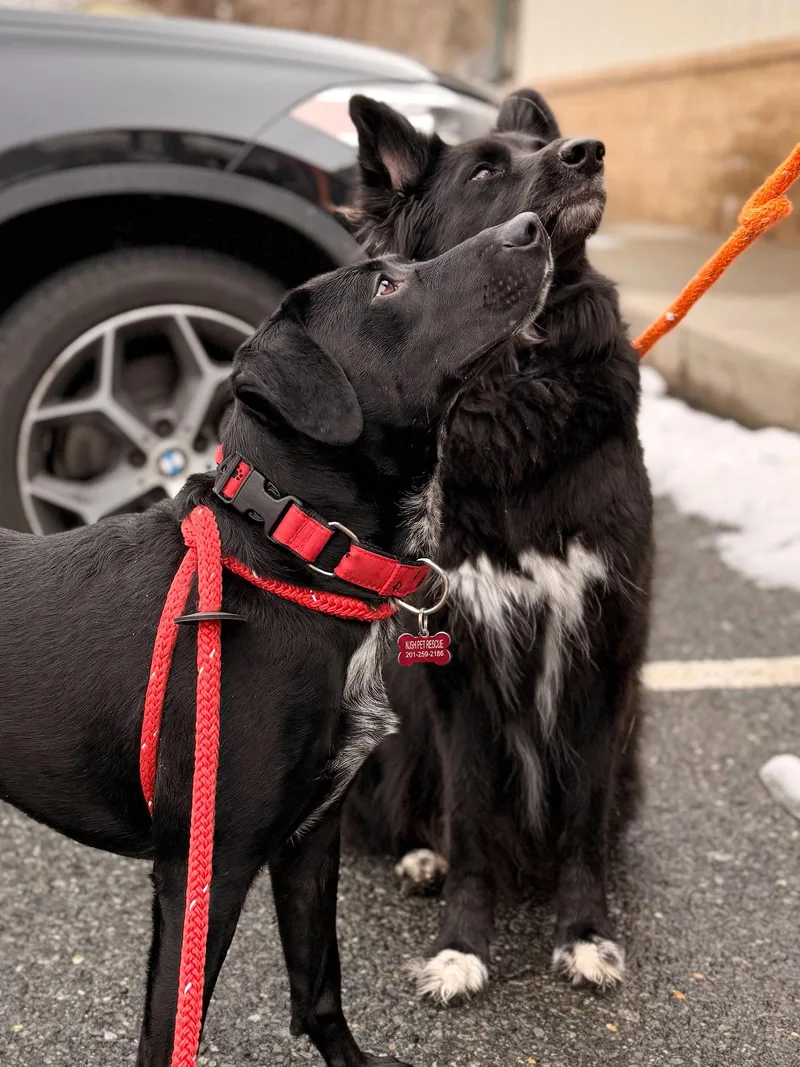 A young medium-sized male Labrador Retriever dog named Tommy for adoption in Chester, NJ