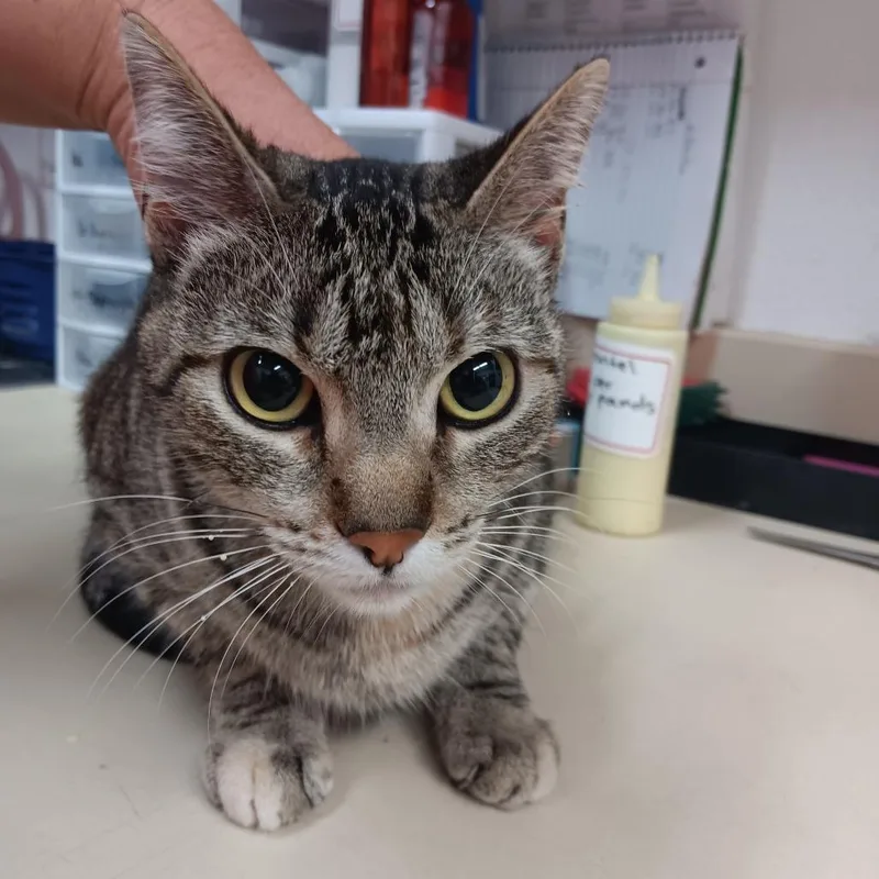 An adult medium-sized female Black Domestic Short Hair cat named Spring for adoption in Ardmore, OK