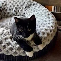 A baby small-sized female Black Domestic Short Hair cat named Indy for adoption in Delaware, OH