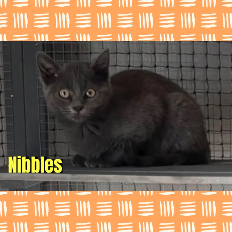 A baby medium-sized male Gray / Blue / Silver Domestic Short Hair cat named Nibbles for adoption in Red Lodge, MT