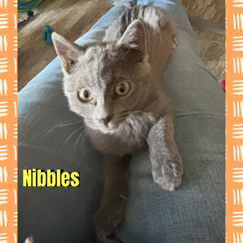 Nibbles thumbnail 2