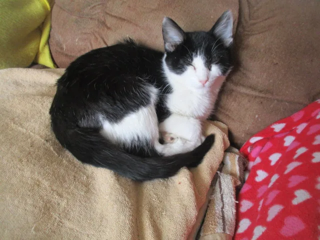 A young medium-sized male Domestic Short Hair cat named Henry Yr.wants A Home for adoption in Detroit, MI