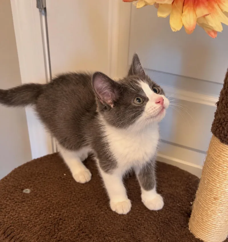 A baby medium-sized female Gray & White Domestic Short Hair cat named Debbie for adoption in Wyandotte, MI