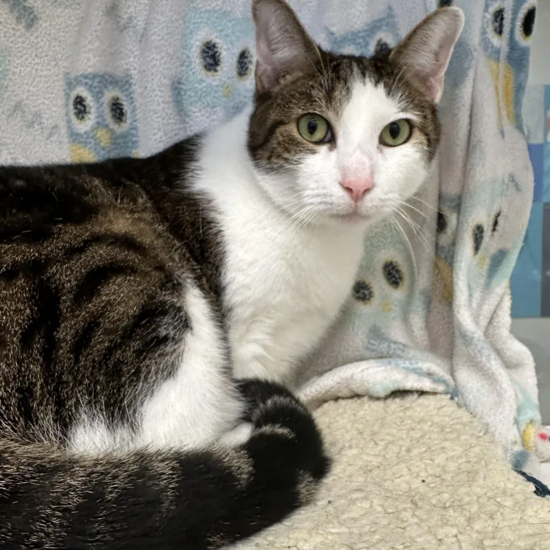 An adult large-sized male Domestic Short Hair cat named Max for adoption in Manassas, VA