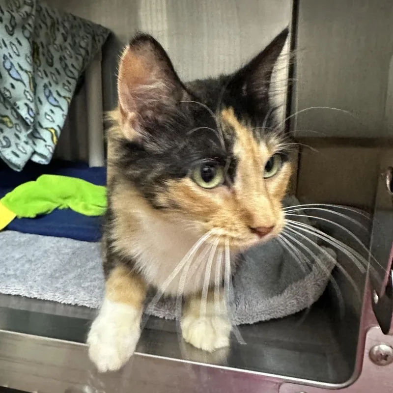 A young medium-sized female Domestic Short Hair cat named Snickers for adoption in Milan, IL