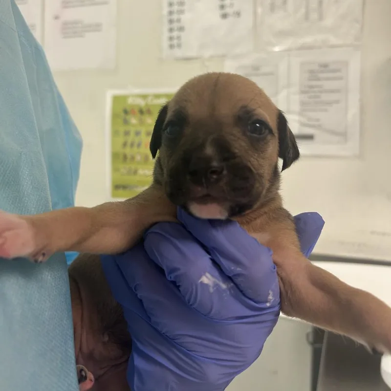 A baby small-sized female Yellow / Tan / Blond / Fawn Mixed Breed dog named Coco for adoption in Charleston, WV