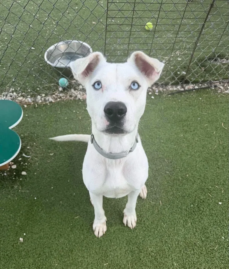 A young medium-sized male White / Cream Husky dog named Frosty for adoption in Houston, TX