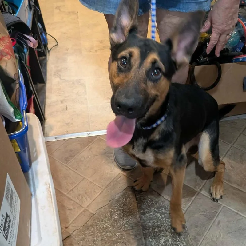 A young medium-sized male Black German Shepherd Dog dog named Walker for adoption in Boaz, AL