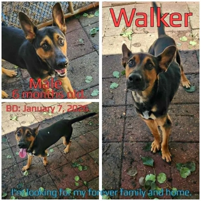 Walker thumbnail 2