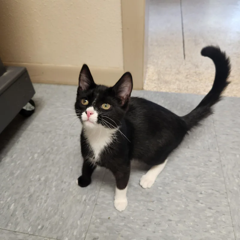 A young medium-sized female Black & White / Tuxedo Domestic Short Hair cat named Toffee for adoption in Waupun, WI